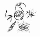 Phytoplankton Zooplankton Plankton Then sketch template