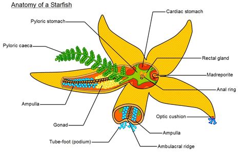 starfish characteristics reproduction habitat types
