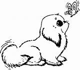 Coloring Pages Maltese Tzu Shih Getcolorings Printable Color sketch template