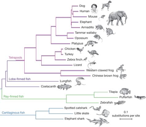phylogenetic inference stanford encyclopedia  philosophy