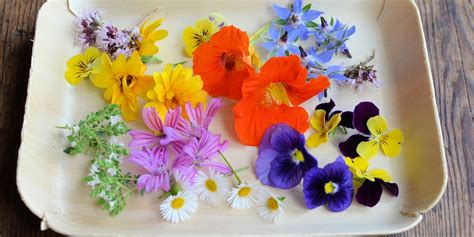 edible flower recipes tulips roses  herbs great british chefs
