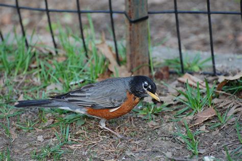 urban wildlife guide the american robin returns or