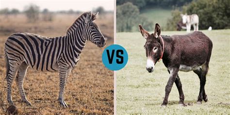 zebras donkeys helpful horse hints