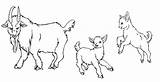 Goat Drawing Line Baby Dwarf Goats Nigerian Lineart Getdrawings sketch template