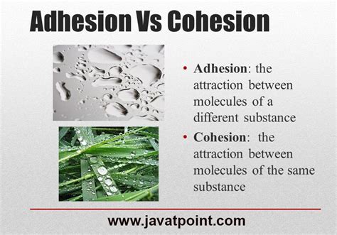explain  difference  adhesion  cohesion