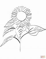 Sunflower Coloring Pages Flowers Drawing Kids Printable Getdrawings sketch template