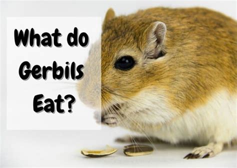 gerbils eat complete food list  pet savvy