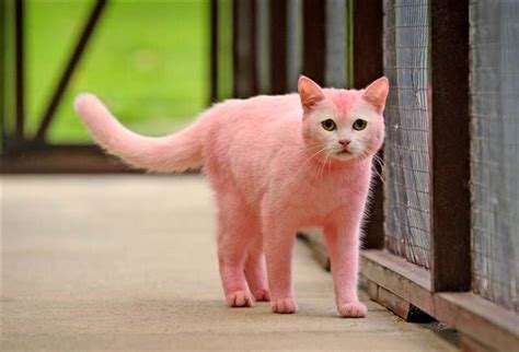 cat   dyed pink cats pink cat animals