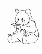 Panda Coloring Pages Baby Cute Kids Animal sketch template