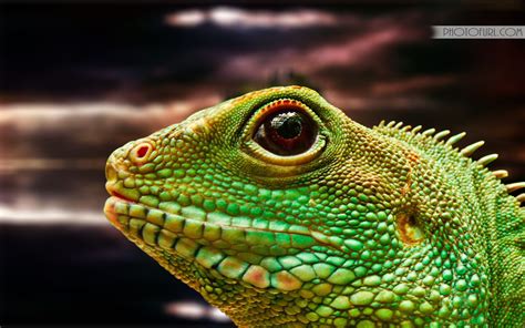 Adult Green Iguana Computer Wallpapers Free Wallpapers