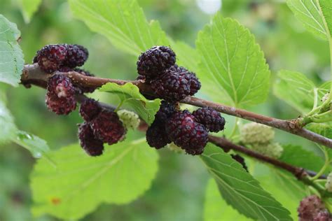 types  mulberry trees  xxx hot girl