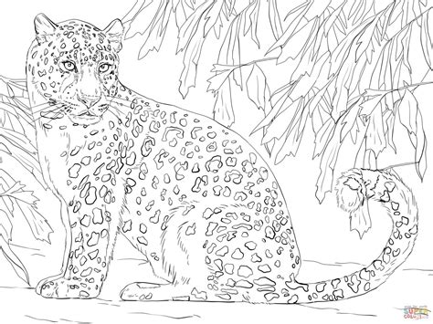 leopard coloring pages  getcoloringscom  printable colorings