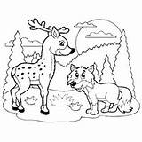 Coloring Surfnetkids Deer Wolf Animal Previous Animals sketch template