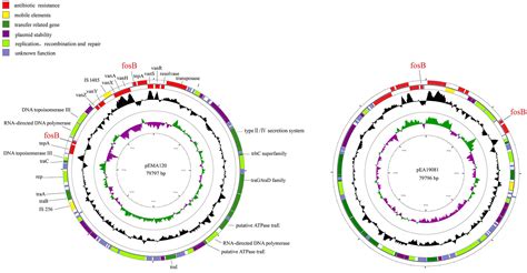 frontiers identification   conjugative plasmids  multiple