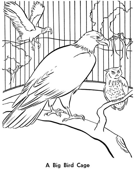 zoo burung gambar mewarna colouring picture