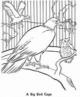 Zoo Birds Aviary Mewarna Colouring Burung Parrot Muat Bermanfaat Bermacam Cepat Turun Perolehi Ausmalbilder Lizzie Mcguire sketch template