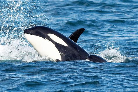 mother orca    baby orca photograph  matt ferguson
