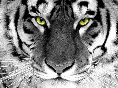 zwart witte tijger met groene ogen hd wallpapers