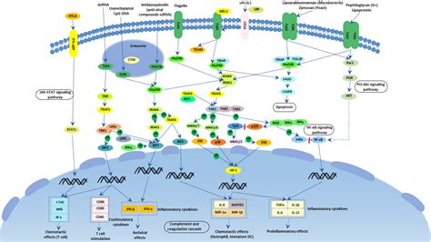 toll  receptor signaling pathway cusabio