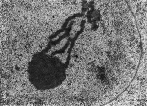 Sex Vesicle Tem Stock Image Image Of Electron Biology 101292791