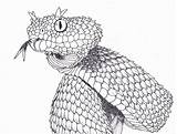 Viper Bush Drawing Coloring Spiny Drawings Scratch Snake Deviantart Tattoo Realistic Pencil 1023 03kb Reptiles Visit Animals sketch template