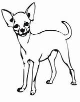 Chihuahua Cani Cane Perro Teacup Colorear Chiwawa Animali Chihuahuas Stampare Ausmalen Disegnare Clipartmag Salvato Kategorien Xyz sketch template