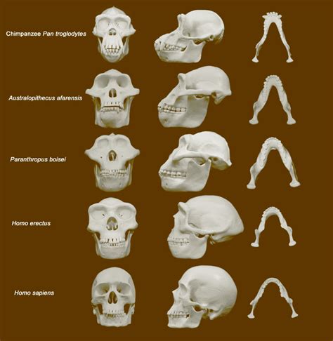 study sheds  light  hominin face evolution scinews