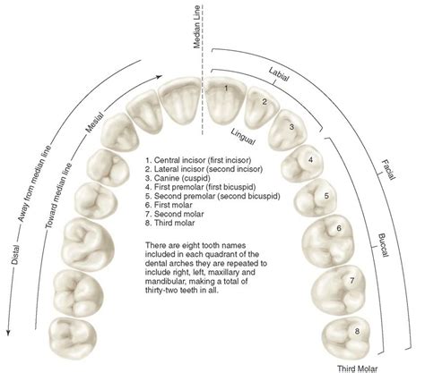 application  nomenclature tooth numbers    indicating left