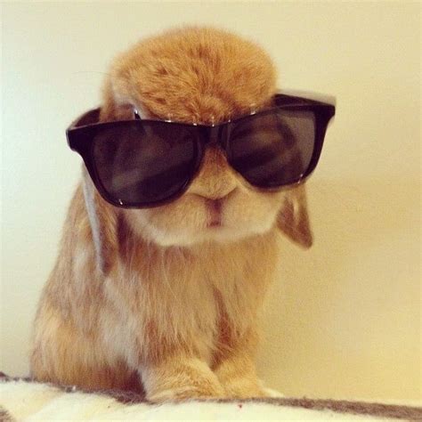 bunny sunglasses cute pinterest