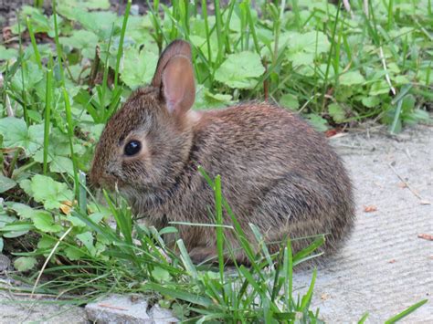 tiny baby wild rabbit   showed    yard rrabbits
