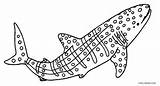 Shark Walhai Ballenas Malvorlagen Wal Cool2bkids Ballena sketch template