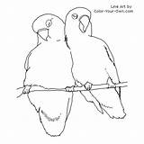 Coloring Birds Lovebird Pages Color Bird Drawing Lovebirds Printable Drawings Sheet Own Adult Designlooter Line Sheets Print Baby Index Animal sketch template