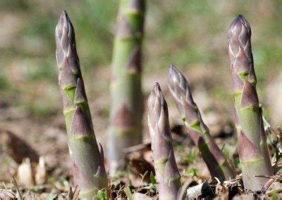 learn     asparagus bed