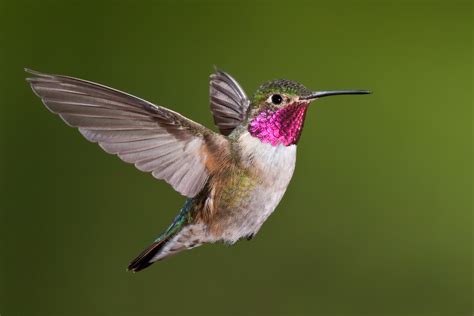 hummingbirds hawks aloft