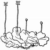 Pellia Liverworts Liverwort Hepaticae Fig Bryophyta Mosses Sourceforge Disk Stevenc Marchantia Sketch sketch template