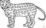 Gepard Ausmalbild Cheetah Kostenlos sketch template