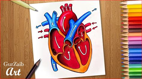 draw human heart diagram drawing heart anatomy drawing