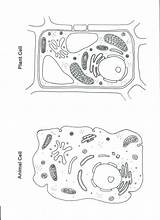 Cell Animal Plant Coloring Worksheet Color Cells Blank Worksheets Diagram Sheet Kids Drawing Pages Science Organelles Teaching Printable Stephanie Pulpbits sketch template