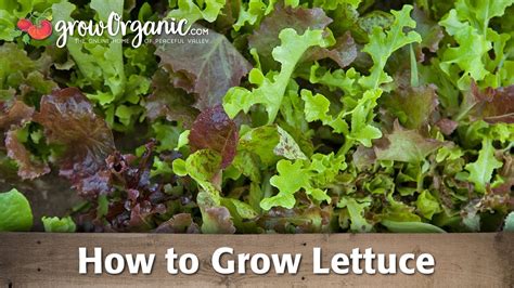 How To Grow Organic Lettuce Youtube