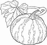 Vegetables Coloring Pages Fruits Coloriage Vegetable Printable Gourd Color Fruit Adult Colorir Print Painting Basket Getcolorings Related Excellent Desenhos Info sketch template