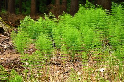 schachtelhalm equisitaceae anwendung wirkung empfehlung