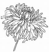 Chrysanthemum Artfire sketch template