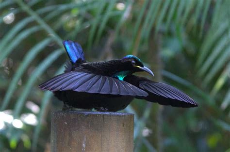 47 Best Birds Of Paradise Images On Pinterest Bird Of