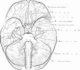 Midsagittal Loudlyeccentric Spinal Labeled sketch template