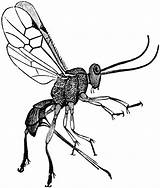 Female Etc Clipart Wasp Parasite Adult Original sketch template