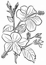Hibiscus Coloriage Dibujo Supercoloring Tracing Coloriages sketch template
