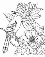 Mockingbird Coloring Pages Mate Calling Her Size Flower Garden Print sketch template