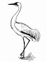 Crane Coloring Pages Animal sketch template