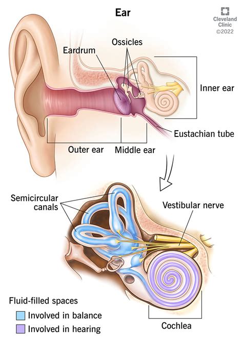 external ear diagram labeled