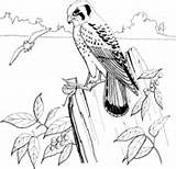 Kestrel Coloring Sparrow Pages American Hawk Falcons Printable Supercoloring Bird Drawings Kids 27kb 170px Birds Book sketch template